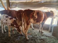 گاو نر, Simmental cattle — عکس 2