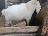 Dê đực, Dê — ảnh 2