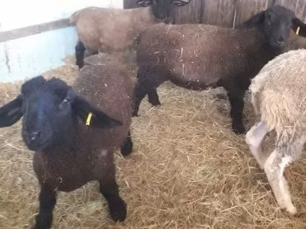 Sheep, White Suffolk sheep — Hungary