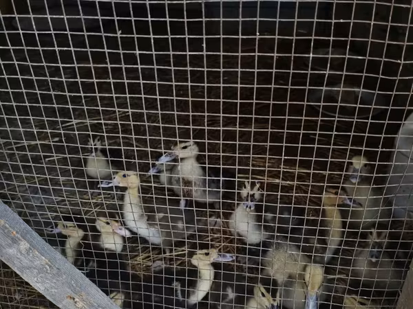 Muscovy domestica