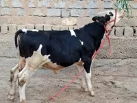 雄牛, Simmental cattle — 写真 1