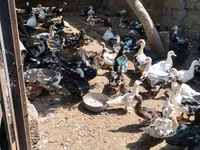 Ducks — عکس 1