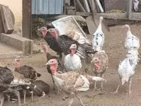Turkeys — عکس 8