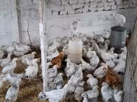 Chickens — fotografija 6