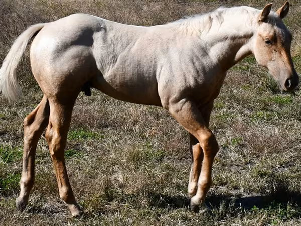 اسب نر, Quarter Horse