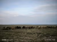 Widder, Edilbay sheep — Foto 7