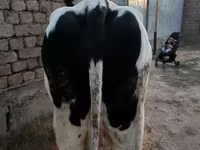 Koe, Holsteinras — foto 4