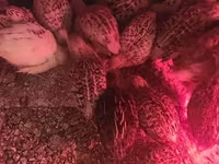 Quails — φωτογραφία 6