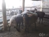 公羊, Arabi sheep — 照片 6