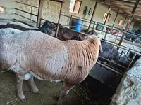 Қошқар, Arashan sheep — 4-сурет