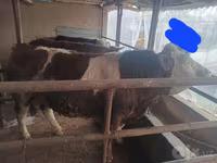 Toro, Simmental cattle — foto 1