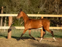Horse (M), Akhal-Teke — photo 3