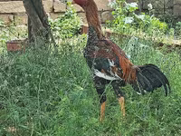 پلائموتھ راک — تصویر 1
