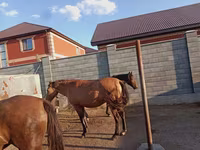 اسب نر, Kazakh horse — عکس 4