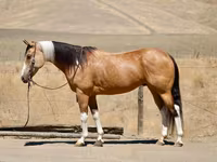 Kuda betina, Quarter Horse — foto 1