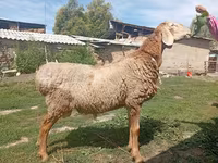 Montone, Pecore — foto 3