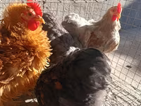 Pekin Bantam — 5. fotó