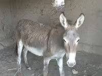 مادیان, اسب — عکس 2
