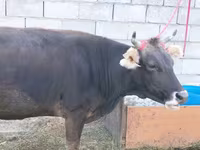 ላም, Latvian Blue cattle — ፎቶ 2