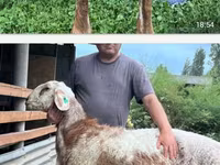 Schaf, East Friesian Dairy sheep — Foto 1
