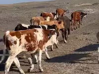 Toro, Simmental cattle — foto 1