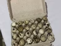 Quails — عکس 1