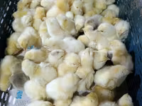 Chickens — รูปภาพ 4
