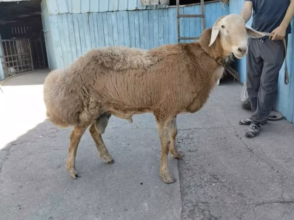 قوچ, Rhon sheep