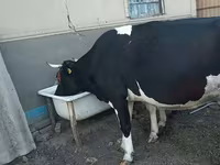 ላም, Holstein breed — ፎቶ 3
