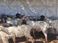 Wad, Sheep — sawirka 5