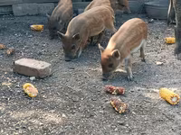 Boar, Вьетнамская вислобрюхая — photo 2