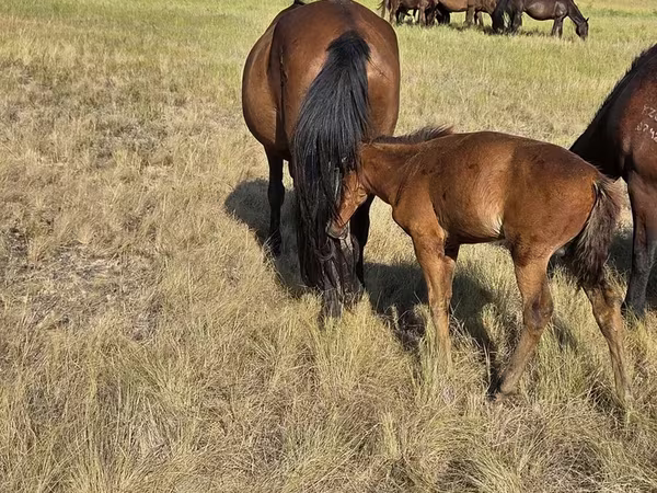 Ngựa cái, Kazakh horse