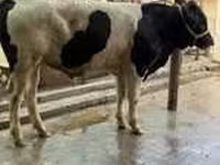 雄牛, Swiss cattle — 写真 5