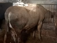 황소, Russian Black pied cattle — 사진 4