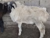 Ram, Rhon sheep — photo 5