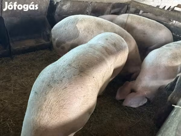 Babi (lot, jantina tidak dinyatakan), Pigs