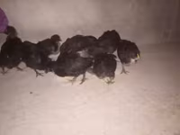 Australorp — 1. fotó