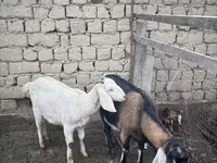 بز ماده, Nubian Goat — عکس 2