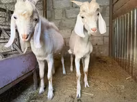 Kambing betina, Goats — foto 2