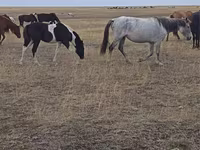 Klisna, Horse breed — foto 4
