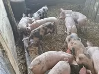 Pigs (batch, sex not specified), Pigs — photo 1