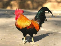 Chickens — foto 1