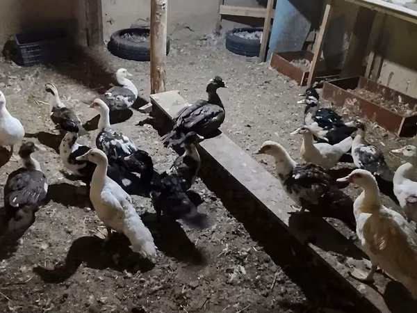 pato criollo doméstico