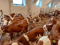 Toro, Simmental cattle — foto 3