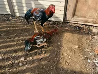 Chickens — عکس 3