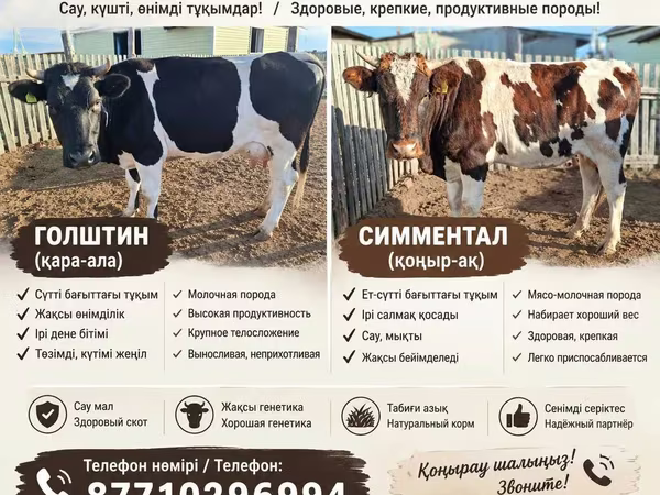 암소, Latvian Blue cattle