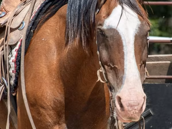 اسب نر, Quarter Horse