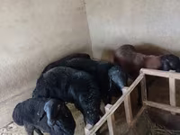 Baran, Owce — zdjęcie 2