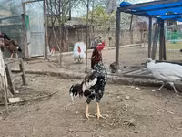 Australorp — foto 5