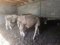 گاو نر, Simmental cattle — عکس 1